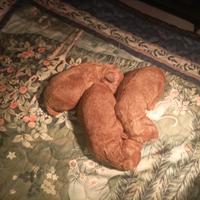 Barboncini Toy e nani Red fulvo con pedigree ENCI