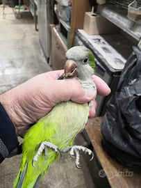 Piccoli amici pennuti