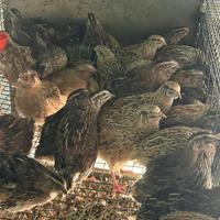 Quaglie jumbo da carne