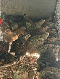 Quaglie jumbo da carne