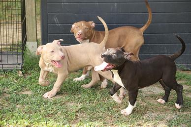 Cuccioli Pit Bull con pedigree anche a rate