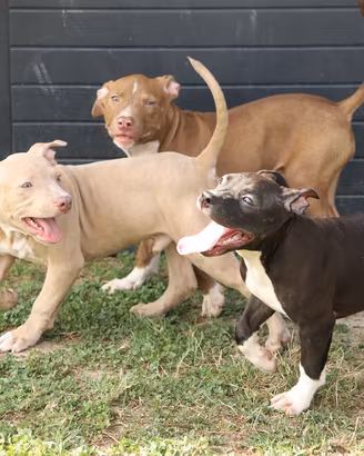 Cuccioli Pit Bull con pedigree anche a rate