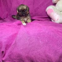 Cguh chihuahua pechinese mini toy
