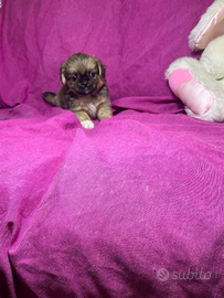 Cguh chihuahua pechinese mini toy