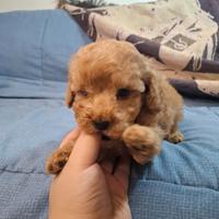 Barboncini toy cuccioli maschi