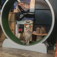 Ruota per gatti 