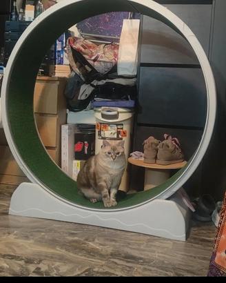 Ruota per gatti 