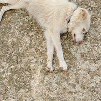 Cane per accoppiamento