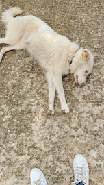 Cane per accoppiamento