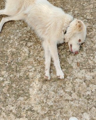 Cane per accoppiamento