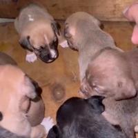 Cuccioli di pittbull