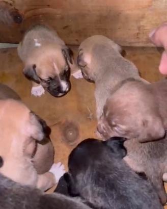 Cuccioli di pittbull