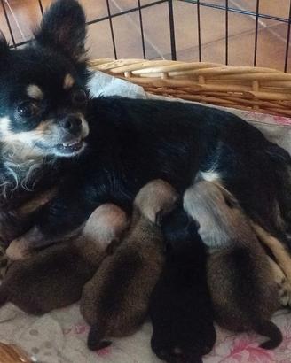 Disponibili 2 maschietti di chihuahua
