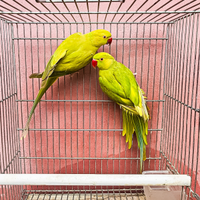 Coppia adulta parrocchetto dal collare