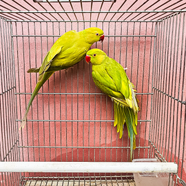 Coppia adulta parrocchetto dal collare