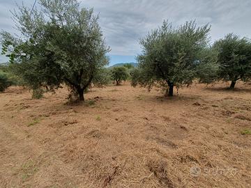 Terreno con ulivi
