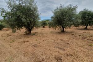Terreno con ulivi