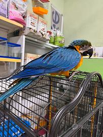 Ara ararauna allevata a mano