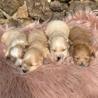 Cuccioli di maltipoo