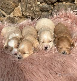 Cuccioli di maltipoo