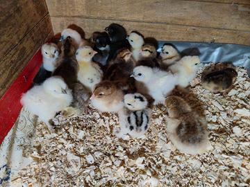 Pulcini tacchino marans brahma moroseta legbar