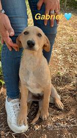 Mix segugio/labrador dolcissimi