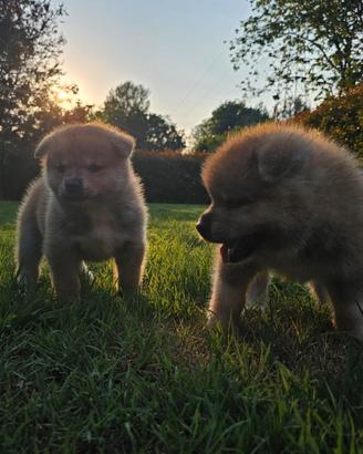 Cuccioli akita