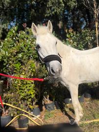Pony del 2002