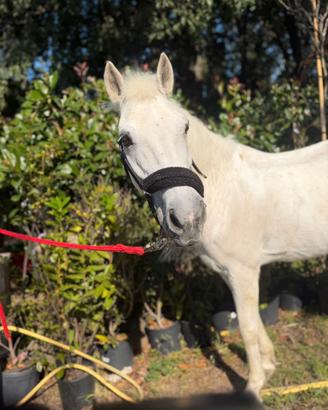 Pony del 2002