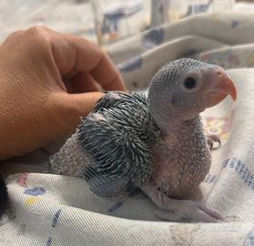 Pappagallo parrocchetto dal collare