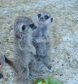 Suricati, cane prateria, scoiattoli