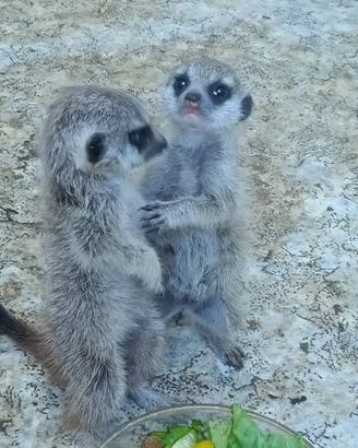 Suricati, cane prateria, scoiattoli