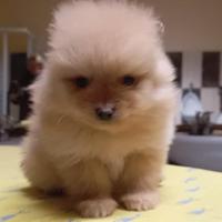 Spitz Toy nano di Pomerania