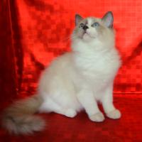 Cuccioli di Ragdoll con pedigree