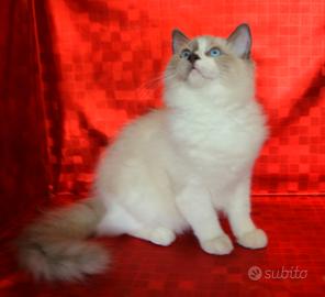 Cuccioli di Ragdoll con pedigree