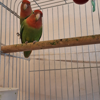 Copia di papagalli inseparabili con la gabbia