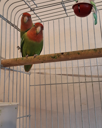Copia di papagalli inseparabili con la gabbia