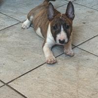 Ultimo bull terrier miniatura