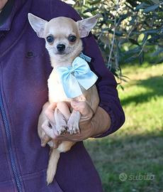 Chihuahua cucciolo pelo corto