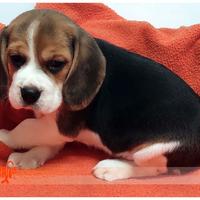 Cuccioli di BEAGLE