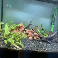 ASKOLL pure L 60 litri