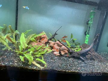 ASKOLL pure L 60 litri