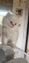 Splendidi cuccioli British con pedigree