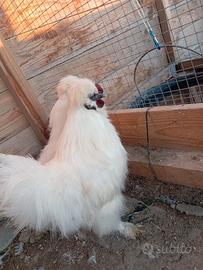 Gallo moreseta