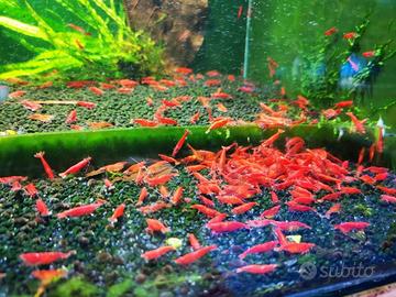 Gamberetti Neocaridine Cherry Shrimp Torino