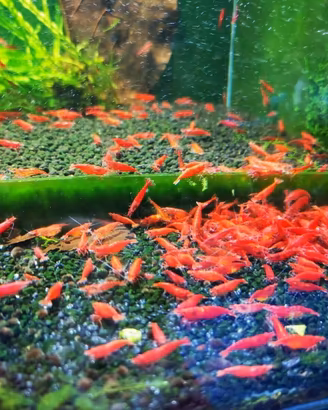 Gamberetti Neocaridine Cherry Shrimp Torino