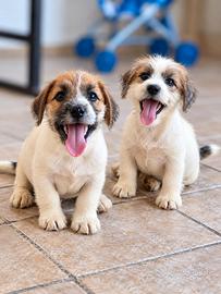 Jack russel terrier pelo ruvido pedigree