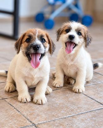 Jack russel terrier pelo ruvido pedigree