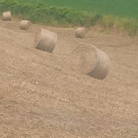 fieno in ballette e rotoloni di Prato naturale pos