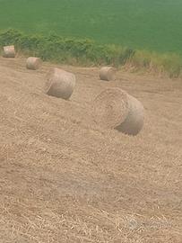 fieno in ballette e rotoloni di Prato naturale pos